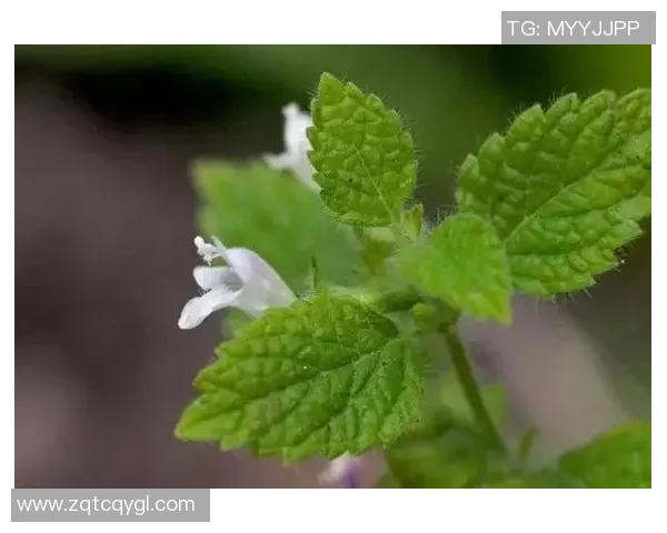 中性笔与足球明星的奇妙结合探索创意与运动的完美交融 中性笔与足球明星的奇妙结合探索创意与运动的完美交融